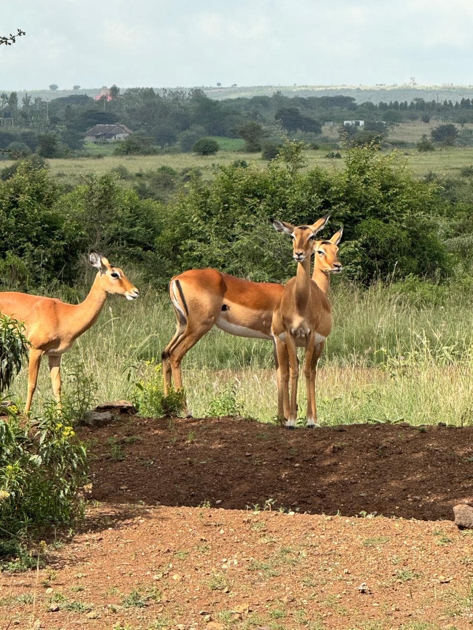 Spot The Difference between Male and Female Antelopes