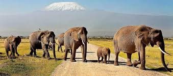 Gallery image 1 for Amboseli National Park