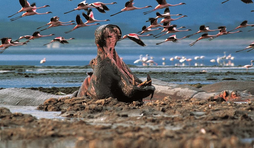 Gallery image 1 for Lake Nakuru