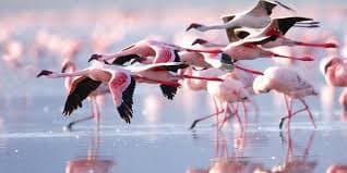 Gallery image 2 for Lake Nakuru