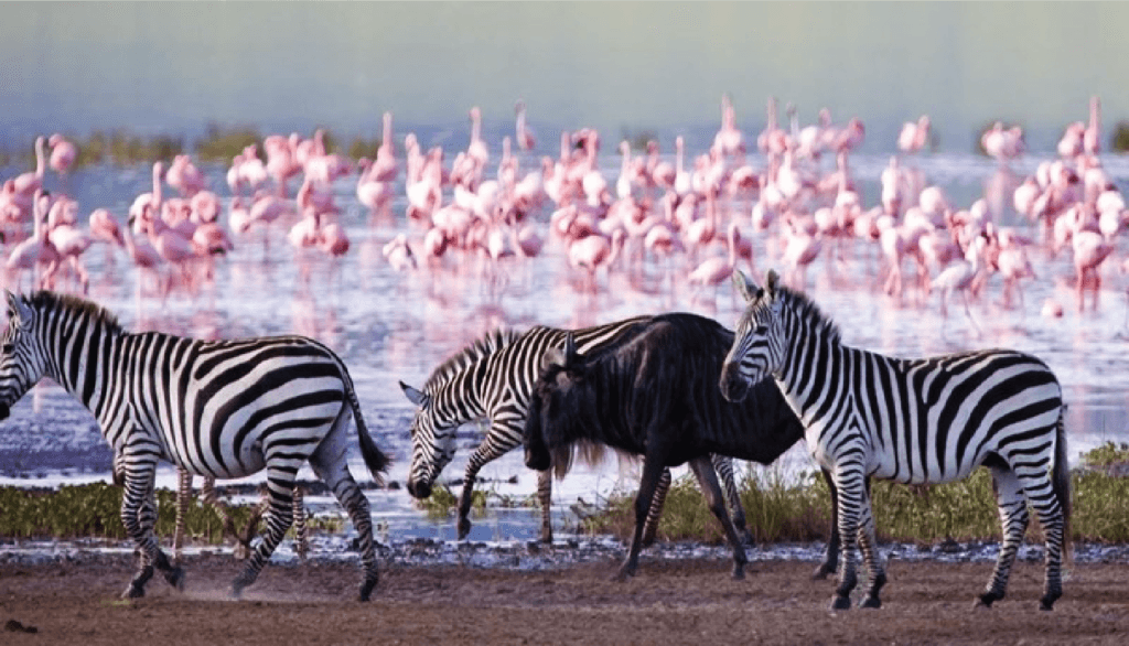 Image of Lake Nakuru