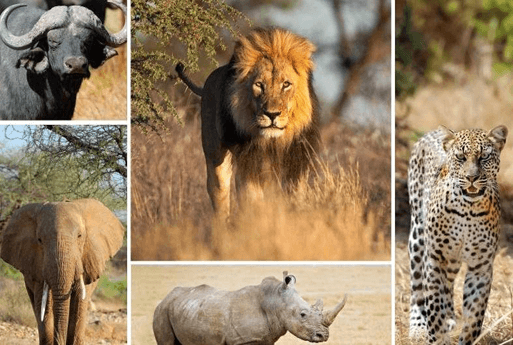 Image of Maasai Mara National Reserve