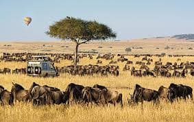Gallery image 1 for Maasai Mara National Reserve