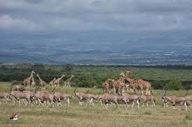 Gallery image 2 for Ol Pejeta Conservancy