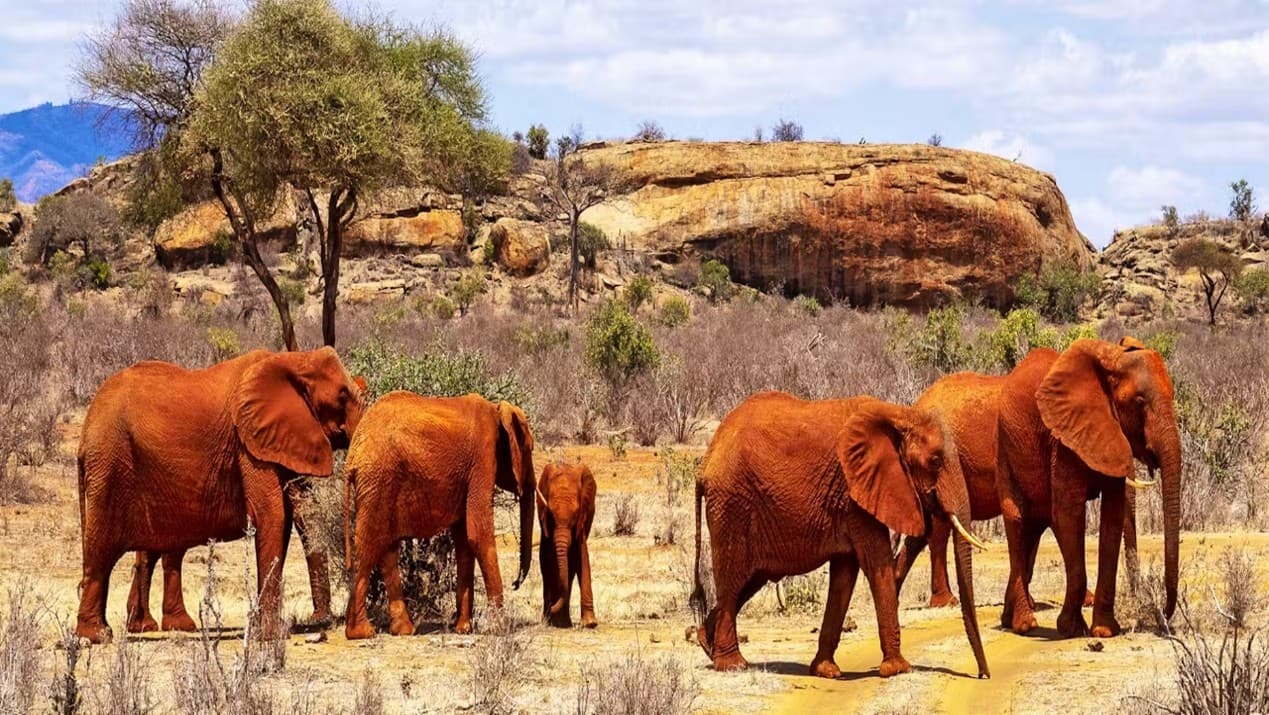 Image of Tsavo National Park