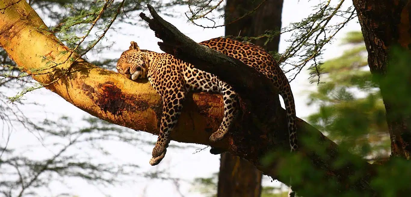 Image for Sarova Lion Hill Game Lodge